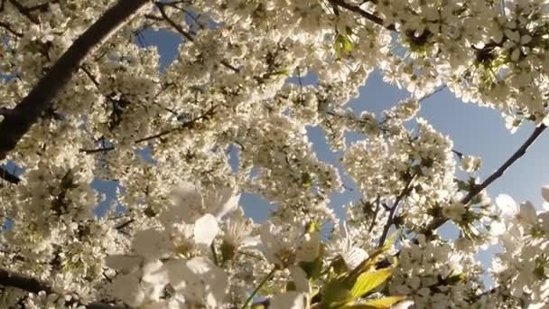 Árboles frutales florecientes, cerezos y abejas voladoras alrededor de las flores el sol a través de las flores de cerezo cielo azul a través de las flores de cerezo — Vídeos de Stock