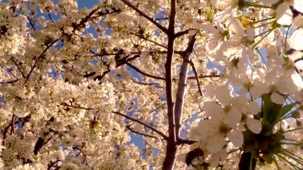 Árboles frutales florecientes, cerezos y abejas voladoras alrededor de las flores el sol a través de las flores de cerezo cielo azul a través de las flores de cerezo — Vídeos de Stock