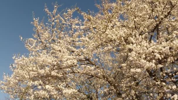 Квітучі фруктові дерева, вишня і літаючі бджоли навколо квітів сонце крізь вишневі квіти блакитне небо крізь вишневі квіти — стокове відео