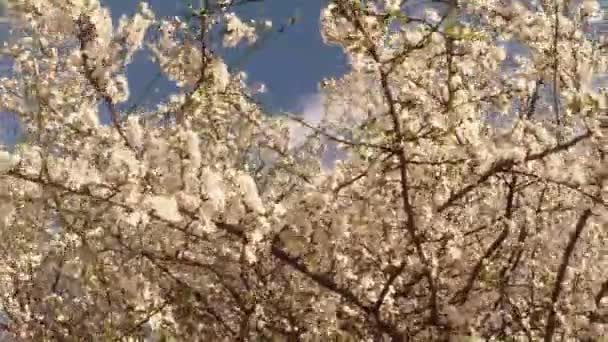 Floração árvores frutíferas, cereja e abelhas voadoras em torno das flores o sol através das flores de cereja céu azul através das flores de cereja — Vídeo de Stock