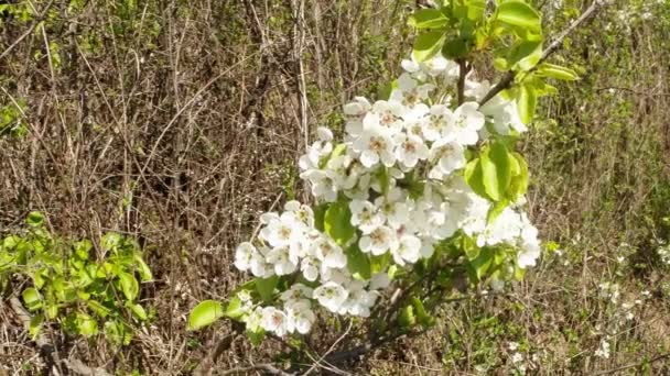 Manzana silvestre florece en la cima de una pequeña montaña en el bosque de montaña — Vídeos de Stock