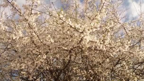 Árboles frutales florecientes, cerezos y abejas voladoras alrededor de las flores el sol a través de las flores de cerezo cielo azul a través de las flores de cerezo — Vídeo de stock