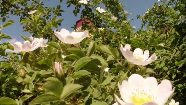 Bee bloemen rose heupen, verzamelt stuifmeel, vertraagd schieten, close-up — Stockvideo