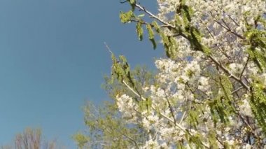 Meyve ağaçları, kiraz çiçek açması ve kiraz çiçekleri kiraz çiçekleri mavi gökyüzüne sayesinde güneş arılar çiçekler etrafında uçan