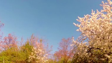 Meyve ağaçları, kiraz çiçek açması ve kiraz çiçekleri kiraz çiçekleri mavi gökyüzüne sayesinde güneş arılar çiçekler etrafında uçan