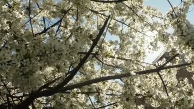 Meyve ağaçları, kiraz çiçek açması ve kiraz çiçekleri kiraz çiçekleri mavi gökyüzüne sayesinde güneş arılar çiçekler etrafında uçan