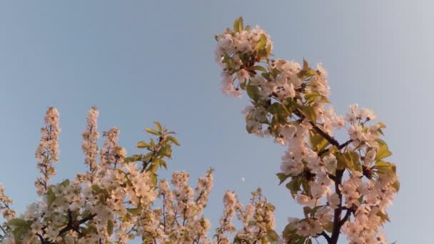 Blühende Obstbäume, Kirschen und fliegende Bienen um die Blumen herum die Sonne durch die Kirschblüten blauer Himmel durch die Kirschblüten — Stockvideo