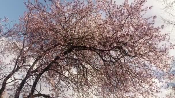 Blomstrende frugttræer, kirsebær og flyvende bier omkring blomsterne solen gennem kirsebærblomsterne blå himmel gennem kirsebærblomsterne – Stock-video