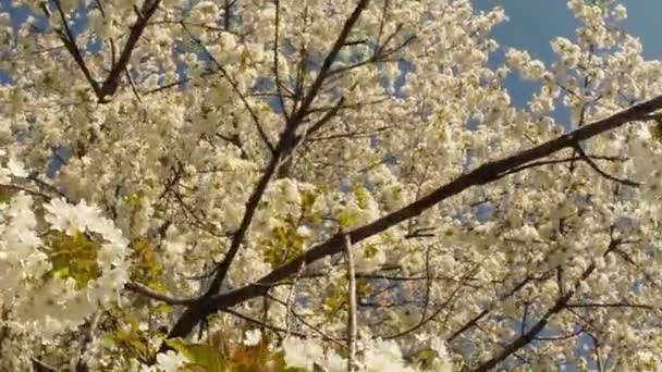 Floração árvores frutíferas, cereja e abelhas voadoras em torno das flores o sol através das flores de cereja céu azul através das flores de cereja — Vídeo de Stock