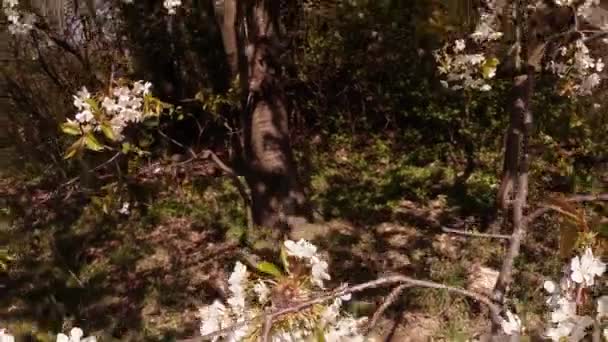 Árboles frutales florecientes, cerezos y abejas voladoras alrededor de las flores el sol a través de las flores de cerezo cielo azul a través de las flores de cerezo — Vídeos de Stock