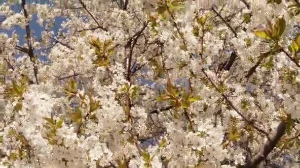 Árboles frutales florecientes, cerezos y abejas voladoras alrededor de las flores el sol a través de las flores de cerezo cielo azul a través de las flores de cerezo — Vídeo de stock