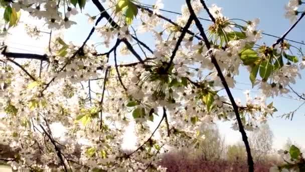 Árboles frutales florecientes, cerezos y abejas voladoras alrededor de las flores el sol a través de las flores de cerezo cielo azul a través de las flores de cerezo — Vídeo de stock