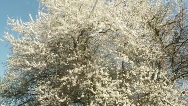 Árboles frutales florecientes, cerezos y abejas voladoras alrededor de las flores el sol a través de las flores de cerezo cielo azul a través de las flores de cerezo — Vídeo de stock