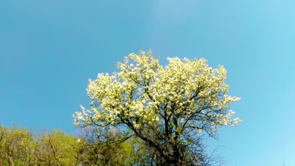 Árvores frutíferas florescentes, uma pêra e uma abelha voadora ao redor das flores — Vídeo de Stock