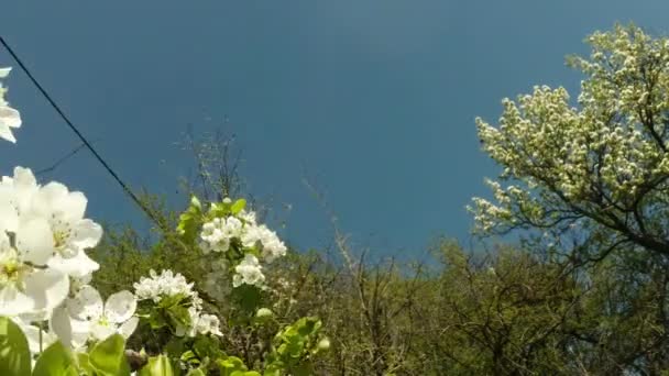 Des arbres fruitiers en fleurs, une poire et une abeille volante autour des fleurs — Video