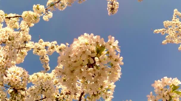 Des arbres fruitiers florissants, des cerisiers et des abeilles volantes autour des fleurs le soleil à travers les fleurs de cerisier ciel bleu à travers les fleurs de cerisier — Video