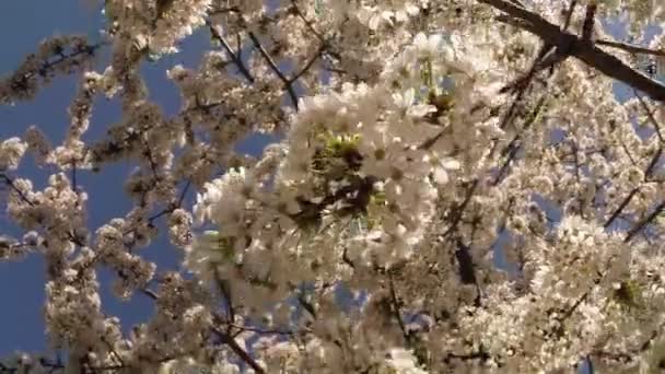 Blühende Obstbäume, Kirschen und fliegende Bienen um die Blumen herum die Sonne durch die Kirschblüten blauer Himmel durch die Kirschblüten — Stockvideo