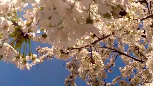 Árboles frutales florecientes, cerezos y abejas voladoras alrededor de las flores el sol a través de las flores de cerezo cielo azul a través de las flores de cerezo — Vídeos de Stock