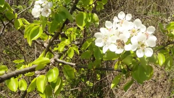Blommande fruktträd, ett päron och en flygande bin runt blommorna — Stockvideo