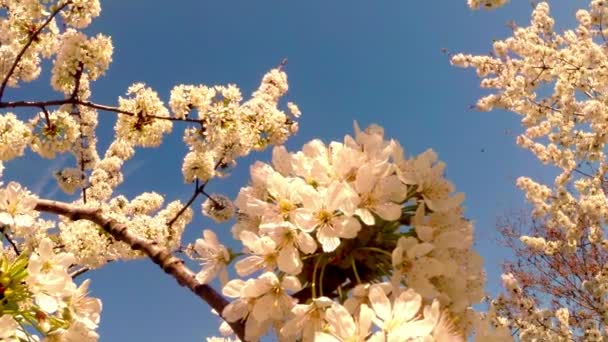 Kvetoucí ovocné stromy, třešeň a létající včely kolem květiny slunce přes Třešňové květy modré oblohy Třešňové květy — Stock video