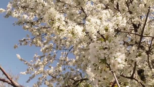 Blühende Obstbäume, Kirschen und fliegende Bienen um die Blumen herum die Sonne durch die Kirschblüten blauer Himmel durch die Kirschblüten — Stockvideo