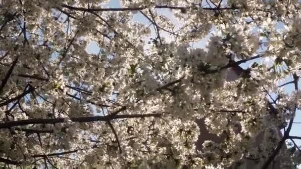 Floração árvores frutíferas, cereja e abelhas voadoras em torno das flores o sol através das flores de cereja céu azul através das flores de cereja — Vídeo de Stock