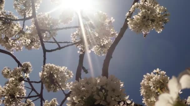 Blühende Obstbäume, Kirschen und fliegende Bienen um die Blumen herum die Sonne durch die Kirschblüten blauer Himmel durch die Kirschblüten — Stockvideo