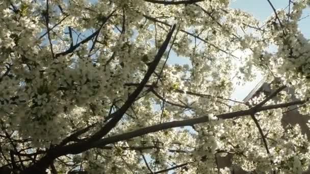 Floração árvores frutíferas, cereja e abelhas voadoras em torno das flores o sol através das flores de cereja céu azul através das flores de cereja — Vídeo de Stock