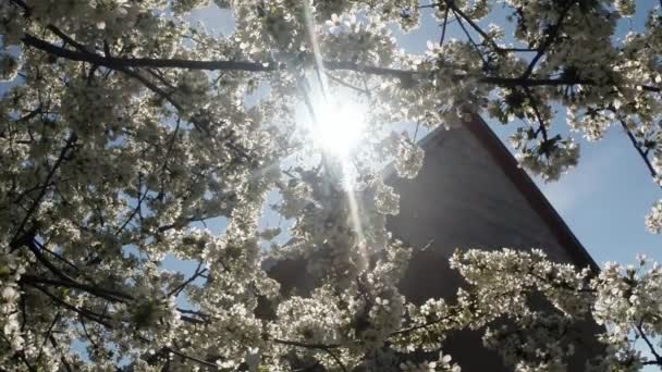 Άνθηση οπωρωφόρα δέντρα, κεράσι και φέρουν μέλισσες γύρω από τα λουλούδια, τον ήλιο μέσα από τον ουρανό μπλε Κεράσι άνθη μέσα από τα λουλούδια κεράσι — Αρχείο Βίντεο
