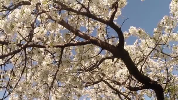 Цветущие фруктовые деревья, вишня и летающие пчелы вокруг цветов солнце через вишневые цветы голубое небо через вишневые цветы — стоковое видео