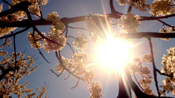 Blühende Obstbäume, Kirschen und fliegende Bienen um die Blumen herum die Sonne durch die Kirschblüten blauer Himmel durch die Kirschblüten — Stockvideo