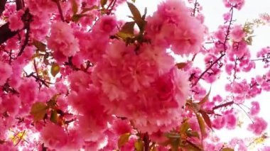 Sakura, güzel pembe bahar çiçek