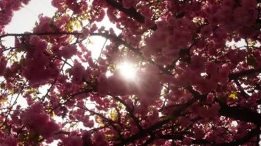 Sakura, güzel pembe bahar çiçek