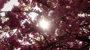 Sakura, güzel pembe bahar çiçek