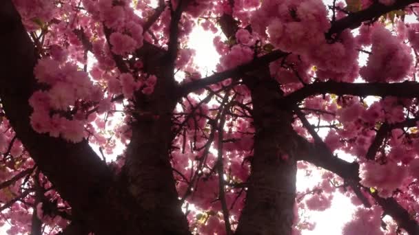 Sakura, härlig rosa vårblomma — Stockvideo