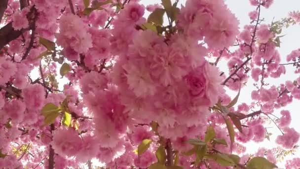 Sakura, krásné růžové jarní květ — Stock video