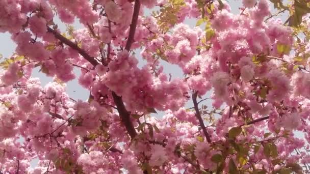 さくら、素敵なピンク春花 — ストック動画