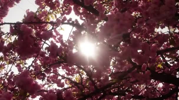 Sakura, härlig rosa vårblomma — Stockvideo