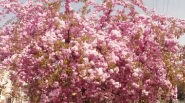Sakura, güzel pembe bahar çiçek