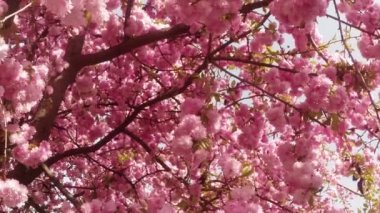 Sakura, güzel pembe bahar çiçek
