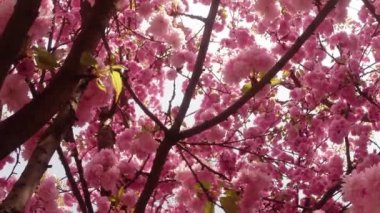 Sakura, güzel pembe bahar çiçek