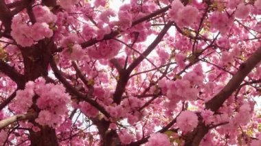 Sakura, güzel pembe bahar çiçek