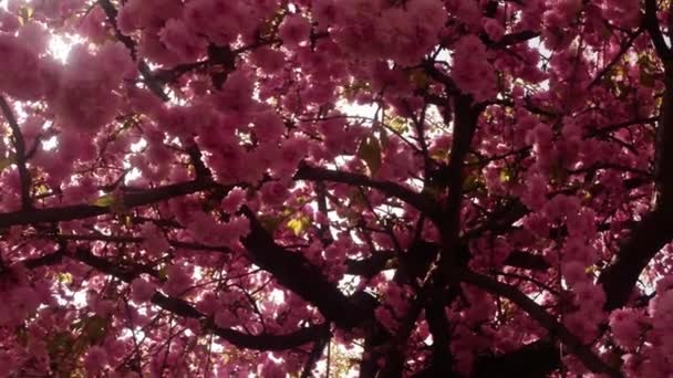 Sakura, härlig rosa vårblomma — Stockvideo