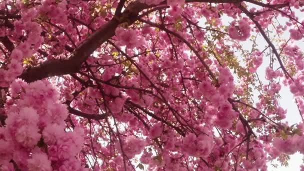 Sakura, szép rózsaszín tavaszi virág