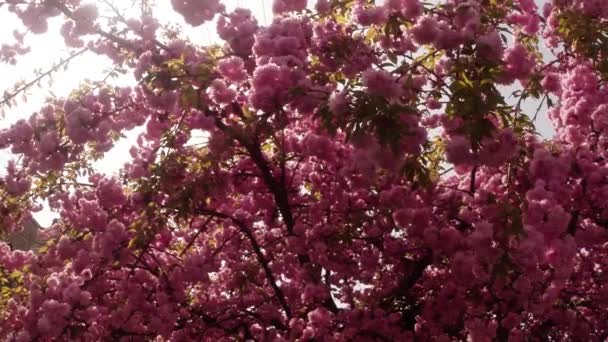 Sakura, hermosa flor rosada de primavera — Vídeos de Stock