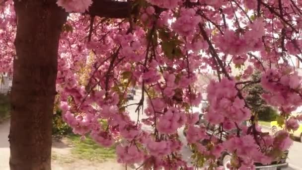 Sakura, υπέροχο ροζ άνοιξη λουλούδι — Αρχείο Βίντεο