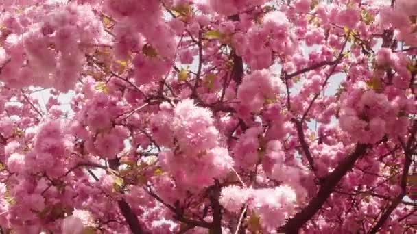 Sakura, hermosa flor rosada de primavera — Vídeos de Stock