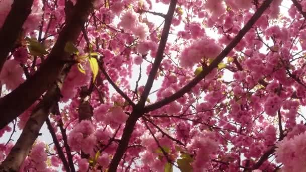 Sakura, lovely pink spring flower — Stock Video