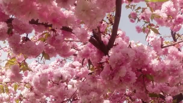 Sakura, krásné růžové jarní květ — Stock video