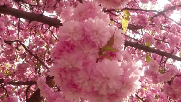 Sakura, hermosa flor rosada de primavera — Vídeos de Stock